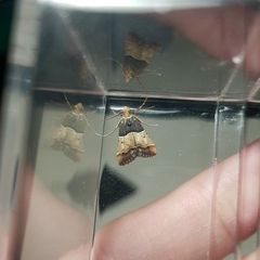 Pyralis pictalis
