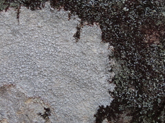 Pertusaria plittiana