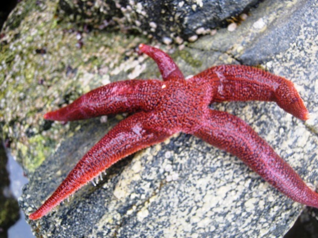 Aphelasterias