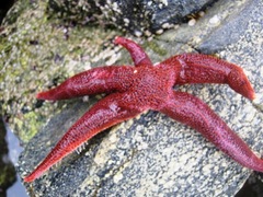 Asteriidae