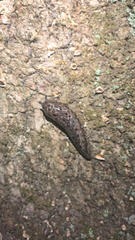 Megapallifera mutabilis