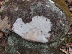 Pertusaria plittiana