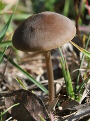 Entoloma vernum