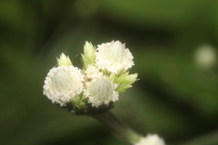 Isocarpha oppositifolia