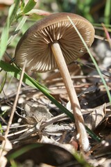 Entoloma vernum