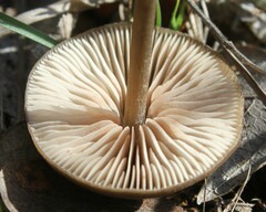 Entoloma vernum