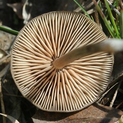Entoloma vernum