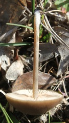 Entoloma vernum