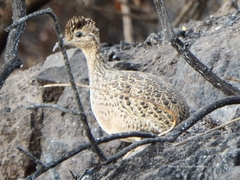 Nothoprocta perdicaria perdicaria