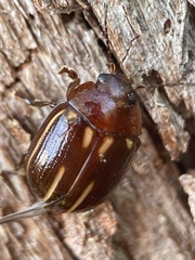 Paropsisterna lineata