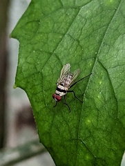 Anthomyia silvestris