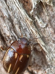 Paropsisterna lineata