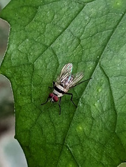 Anthomyia silvestris