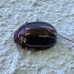 Paropsisterna lineata