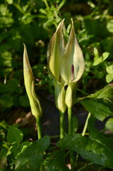 Arum cylindraceum