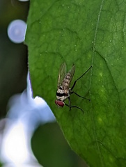 Anthomyia silvestris