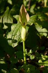 Arum cylindraceum