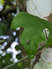 Anthomyia silvestris