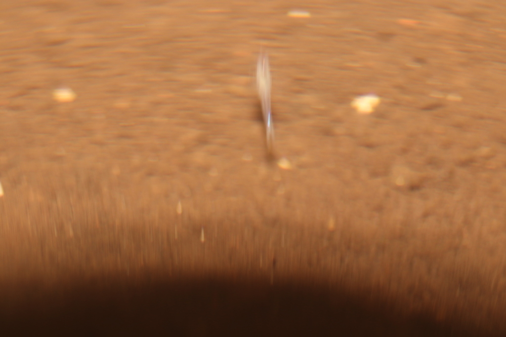 Antromysis cenotensis