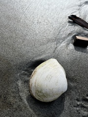 Rexithaerus secta