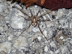 Phalangium opilio