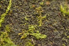 Microlejeunea ulicina