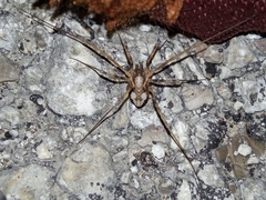Phalangium opilio