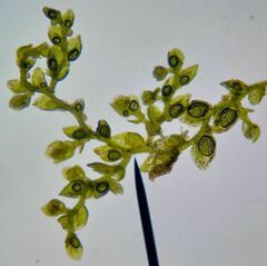 Microlejeunea ulicina