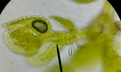 Microlejeunea ulicina