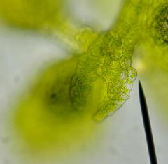 Microlejeunea ulicina