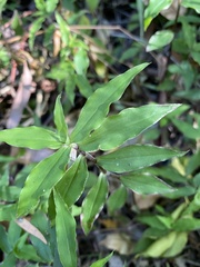 Callisia repens