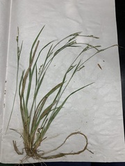 Carex ignota