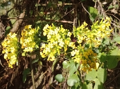 Kalanchoe densiflora