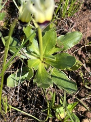 Primula clevelandii