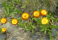 Xerochrysum subundulatum