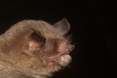 Pteronotus mesoamericanus