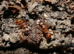 Myrmica ruginodis