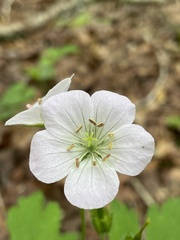 Geranium maculatum