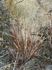 Schoenus pauciflorus