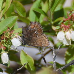 Callophrys niphon