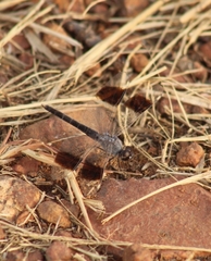 Brachythemis impartita