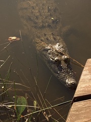 Crocodylus moreletii