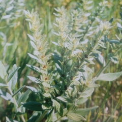 Lithospermum occidentale