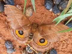 Automeris naranja