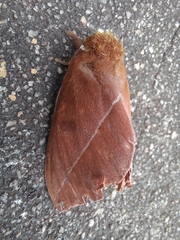 Automeris naranja