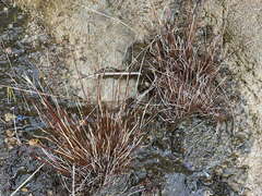 Schoenus pauciflorus