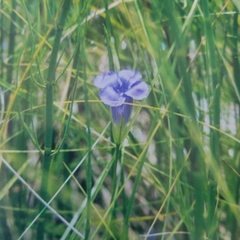 Gentianopsis virgata