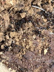 Veromessor chicoensis