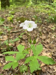 Geranium maculatum