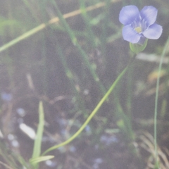 Gentianopsis virgata
